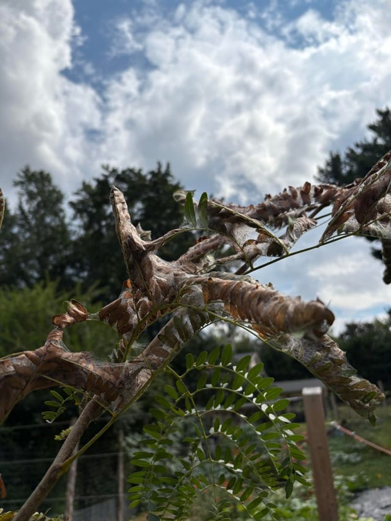 Avoid Removing Healthy Branches Along With Nests Avoid Removing Healthy Branches Along With Nests