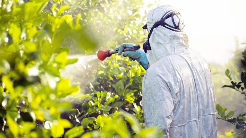 Avoid Spraying Insecticides Around Their Feeding Areas Avoid Spraying Insecticides Around Their Feeding Areas