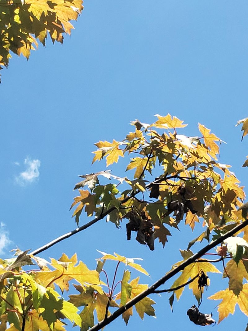 Avoid These Habits That Dull Autumn Color Avoid These Habits That Dull Autumn Color