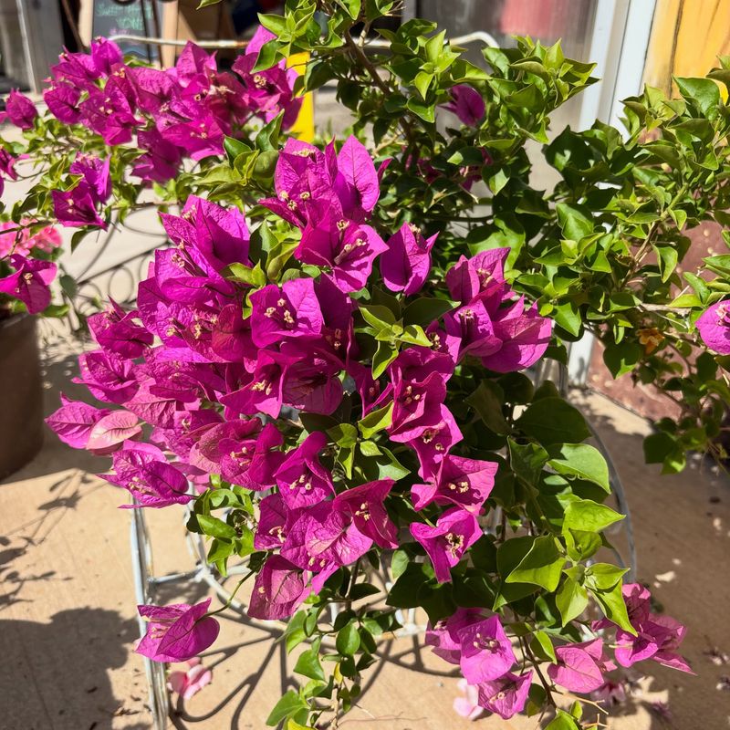 Avoid Too Much Fertilizer In Late Summer Avoid Too Much Fertilizer In Late Summer