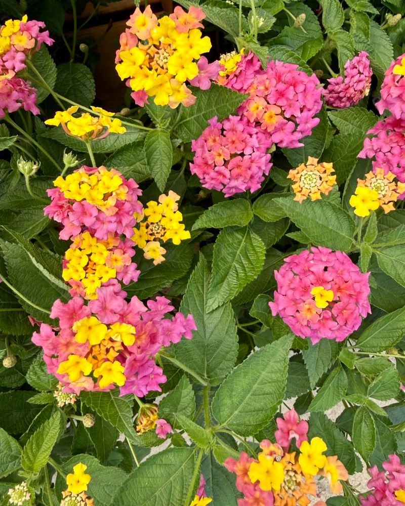 Avoid Too Much Fertilizer Late In The Season Avoid Too Much Fertilizer Late In The Season