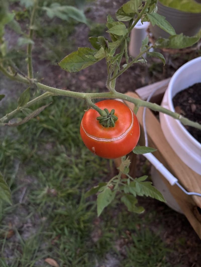 Avoiding Heavy Watering After A Dry Spell