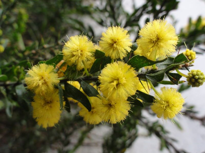 Avoiding Herbicide Guesswork Around Other Plants Avoiding Herbicide Guesswork Around Other Plants