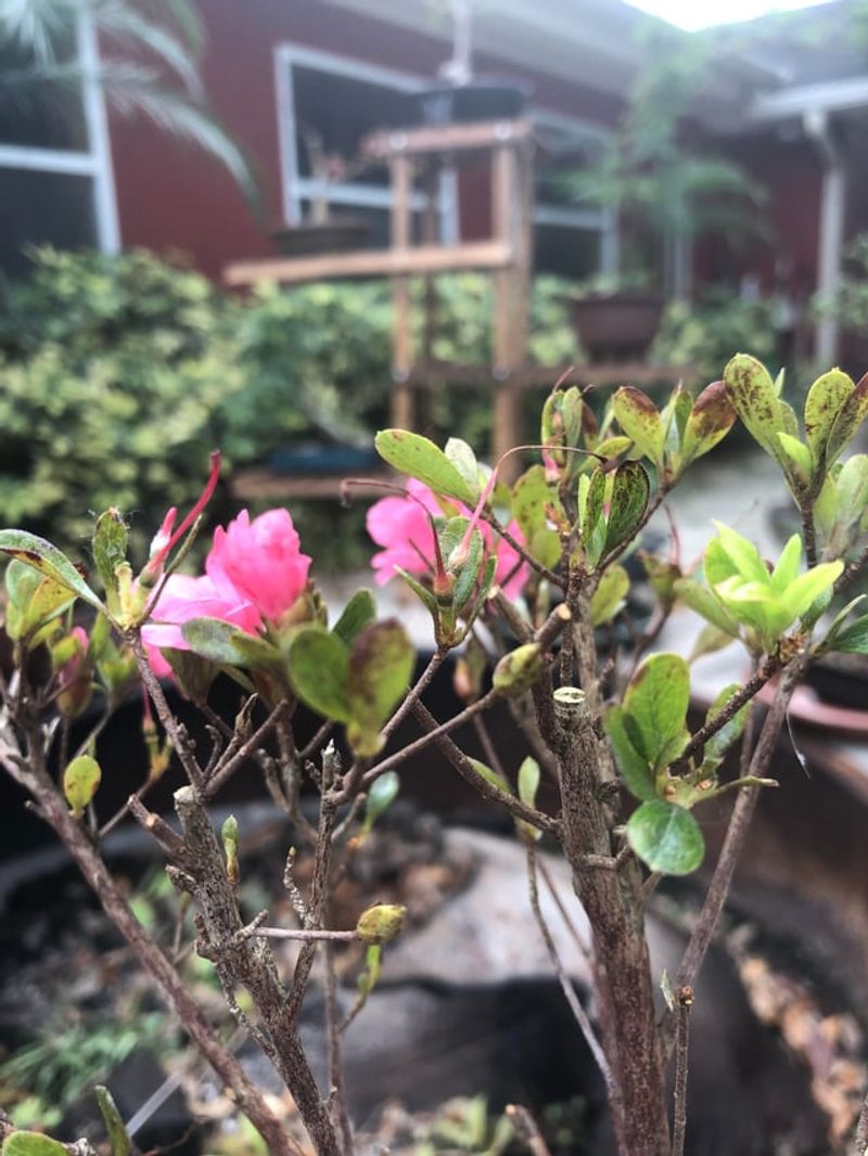 Azalea Tips Turn Brown At The Edges Azalea Tips Turn Brown At The Edges