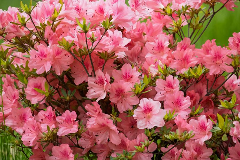 Azalea Azalea