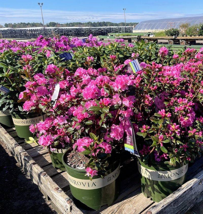 Azaleas Azaleas
