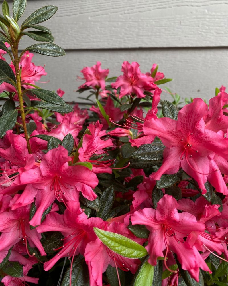 Azaleas