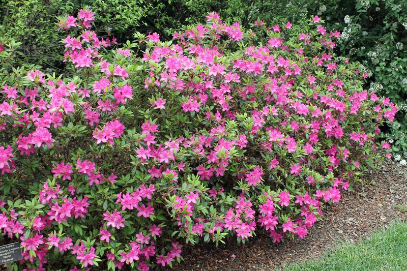 Azaleas Are Better Left Alone Once Buds Are Forming Azaleas Are Better Left Alone Once Buds Are Forming