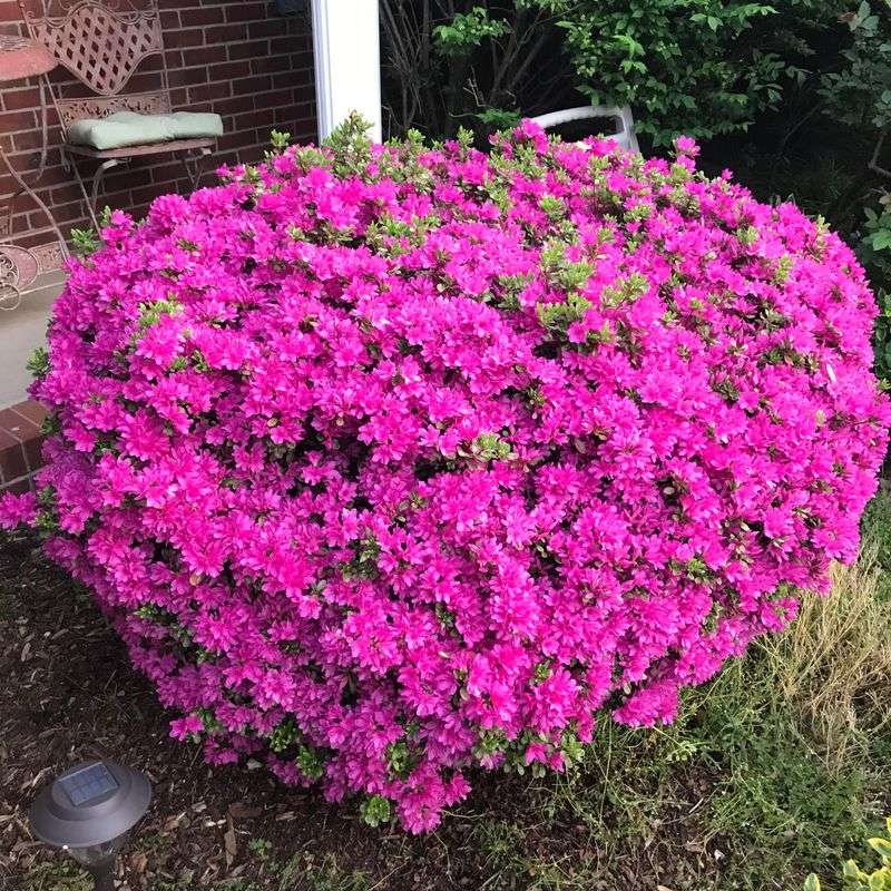 Azaleas Can Lose Future Blooms To Late Pruning