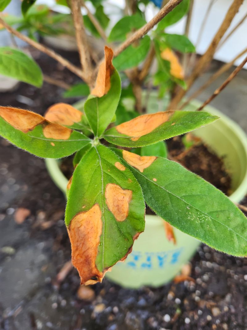 Azaleas Showing Burned Tips Instead Of Better Blooms Azaleas Showing Burned Tips Instead Of Better Blooms