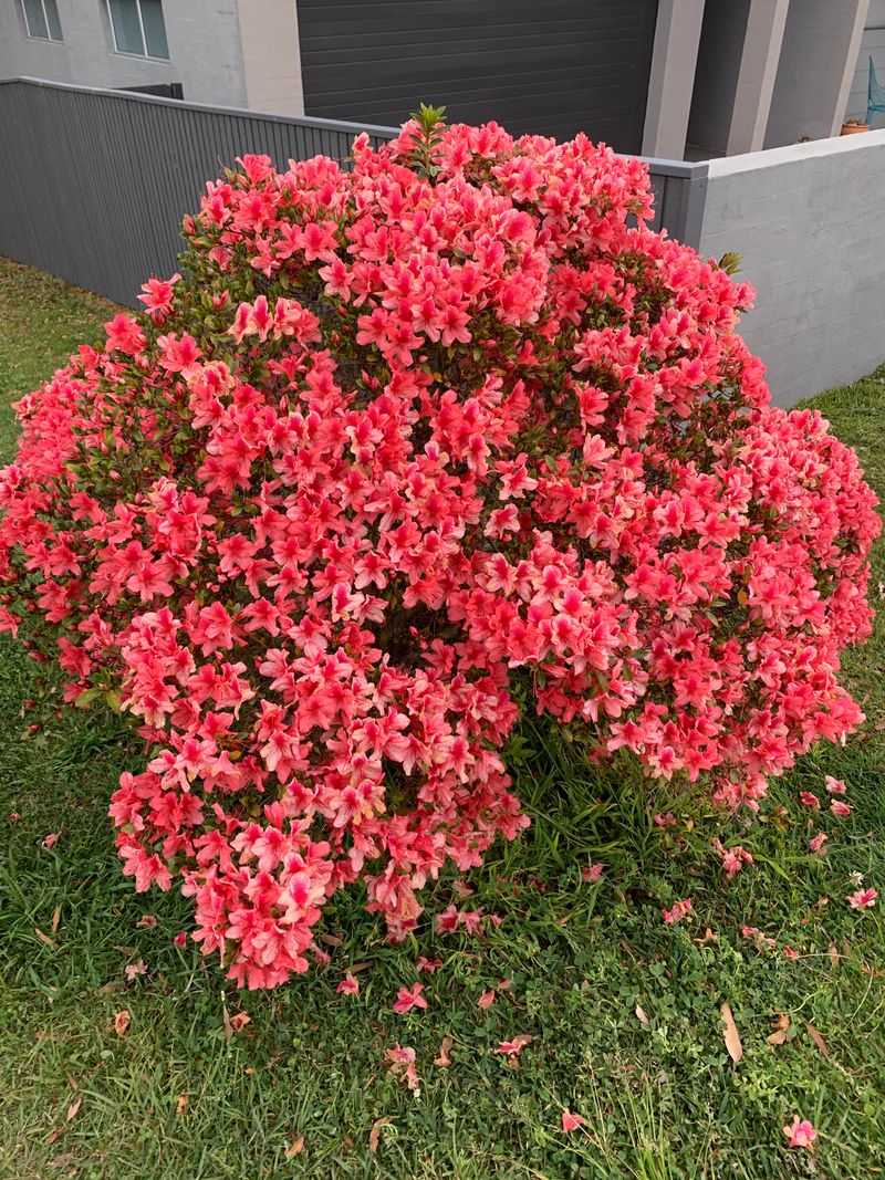 Azaleas Still Need Attention During Warm September Days