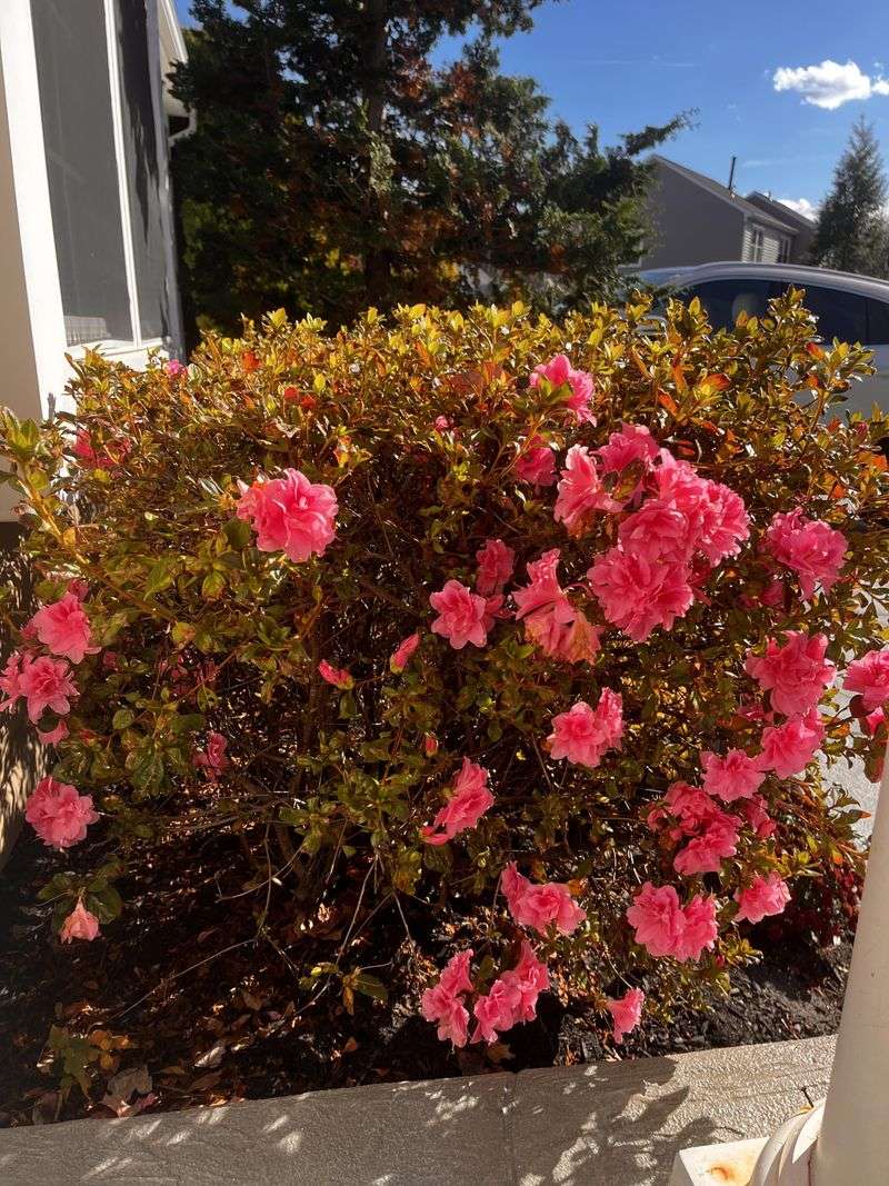 Azaleas That Should Be Done Feeding By Now