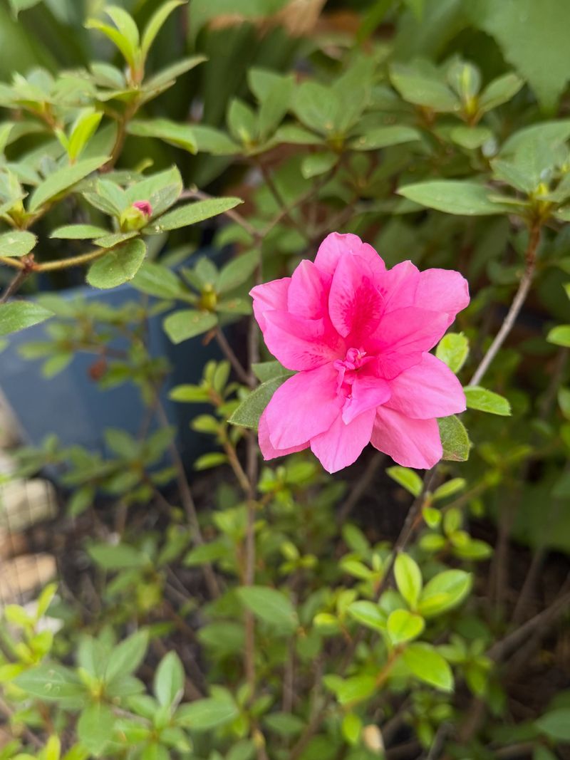 Azaleas