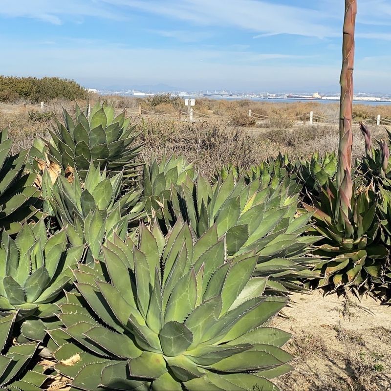 Baby Agaves Keeping The Story Going