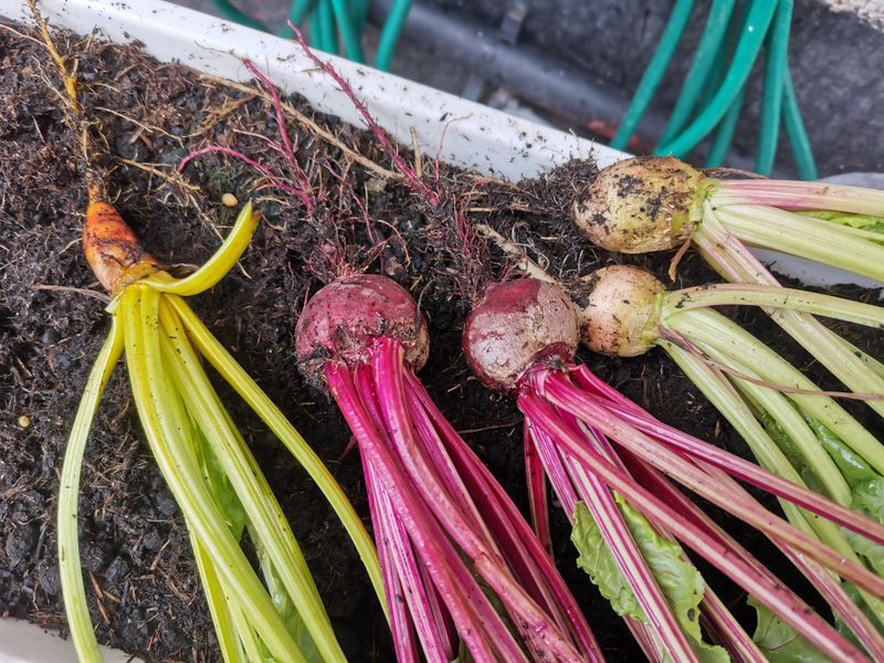 Baby Beets Offer Roots And Greens Baby Beets Offer Roots And Greens