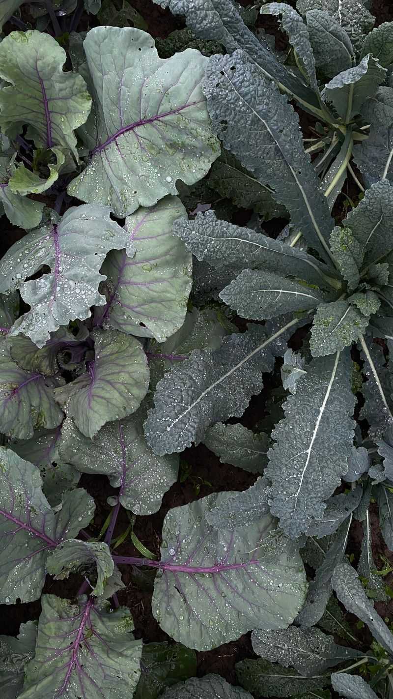 Baby Kale Baby Kale