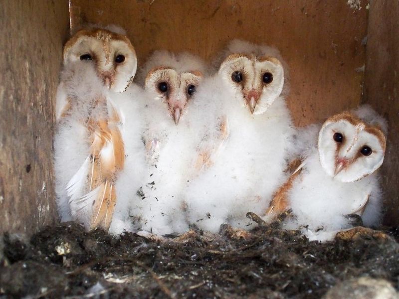 Baby Owls May Be Closer Than You Think