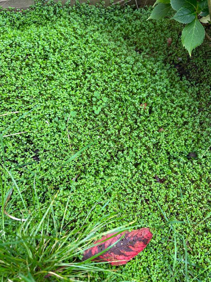 Baby Tears Staying Lush Where Tree Canopies Block The Sun