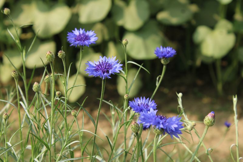 Bachelor's Buttons Scatter Seeds Relentlessly