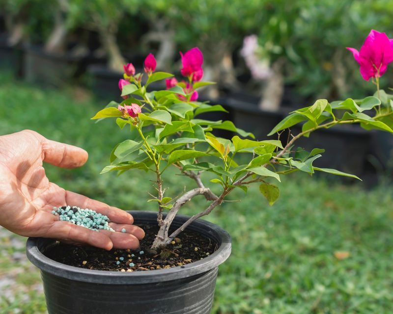 Back Off And Let The Next Flower Flush Develop Back Off And Let The Next Flower Flush Develop