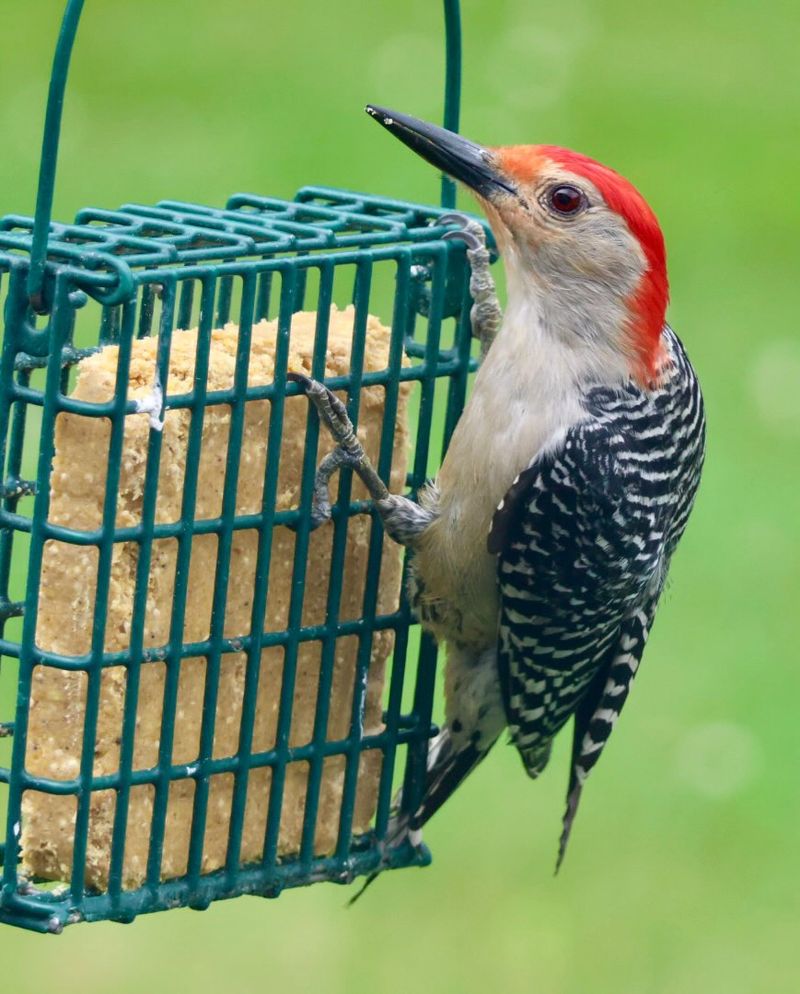 Backyard Feeders Can Bring Woodpeckers Into Better View