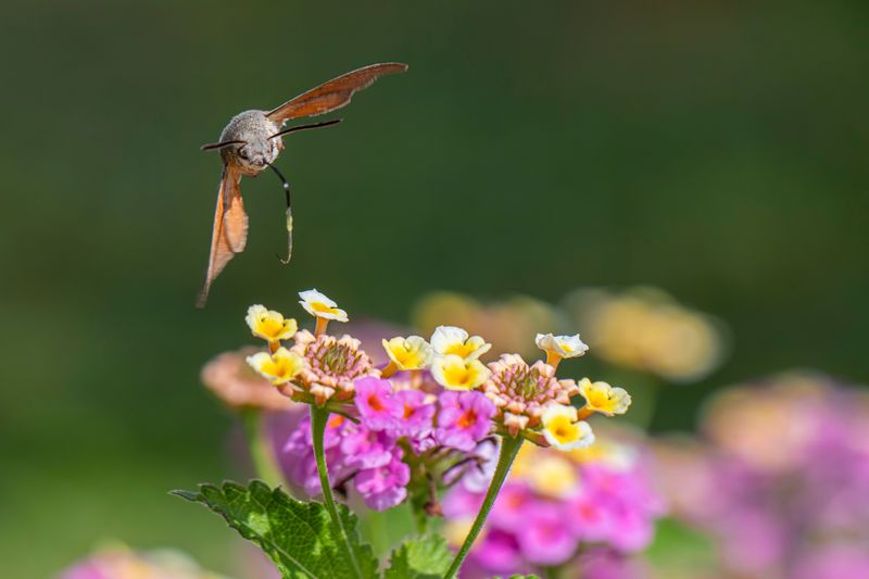 Backyards Come Alive With Moths This Time Of Year Backyards Come Alive With Moths This Time Of Year