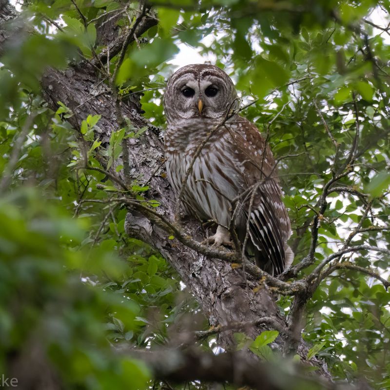 Backyards Near Creeks And Woodlots Sit Closer To Prime Owl Habitat Backyards Near Creeks And Woodlots Sit Closer To Prime Owl Habitat