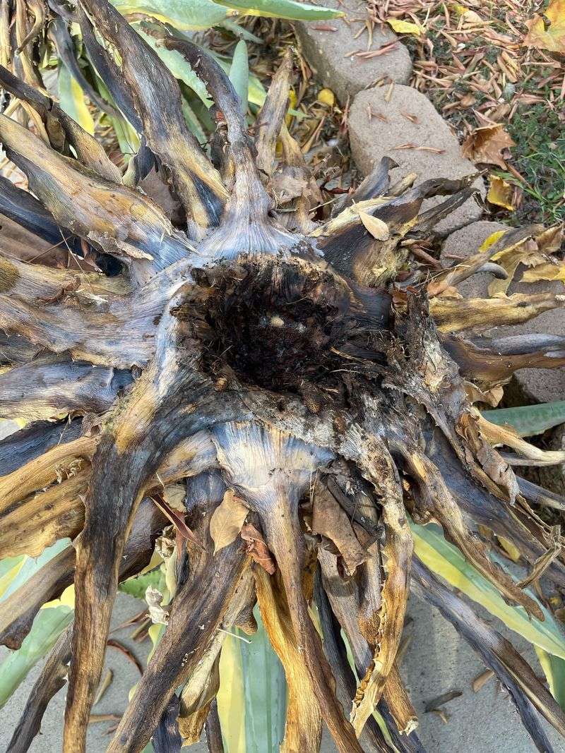 Bacterial Rot Follows The Feeding Wounds Within Weeks