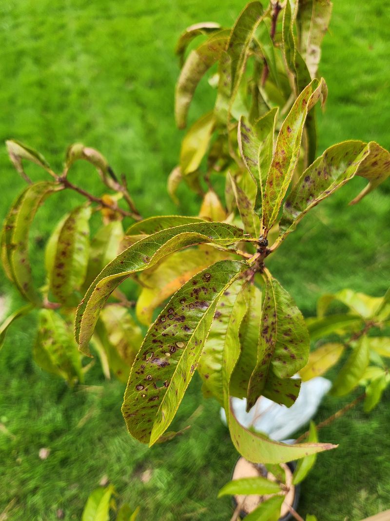 Bacterial Spot Can Get An Early Start On Wet Foliage