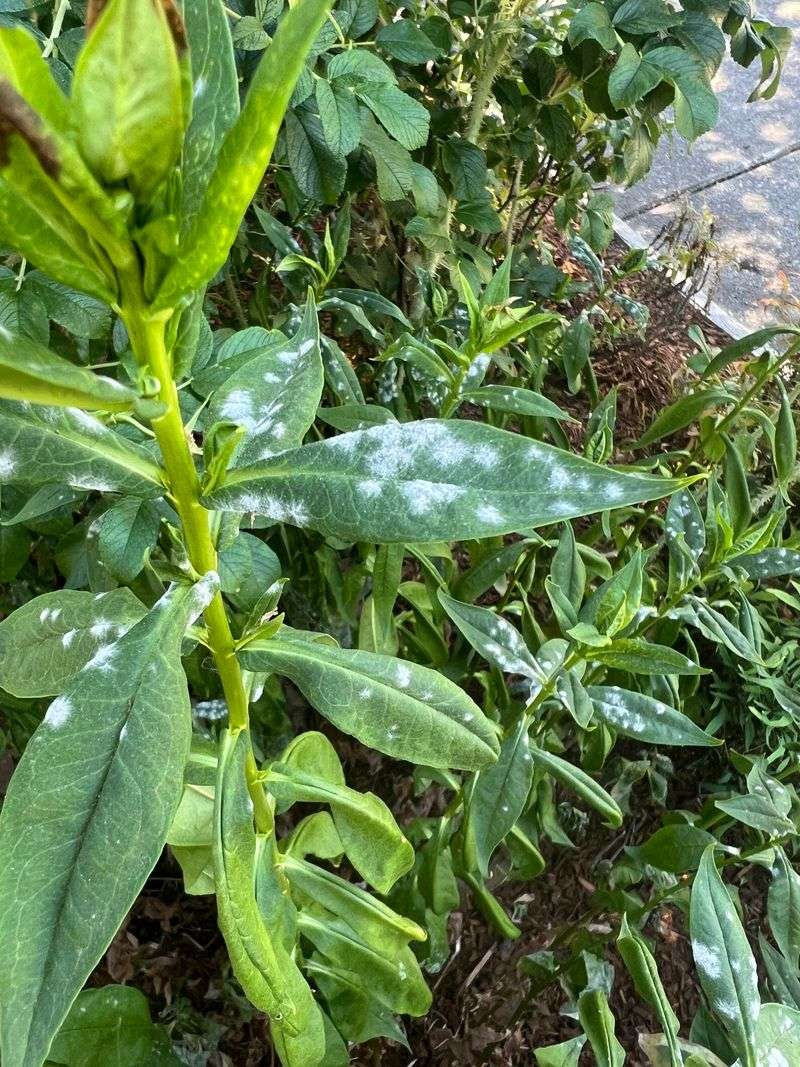 Bag Diseased Clippings Instead Of Composting Bag Diseased Clippings Instead Of Composting