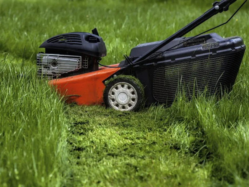 Bagging Clippings While Turf Needs Strength