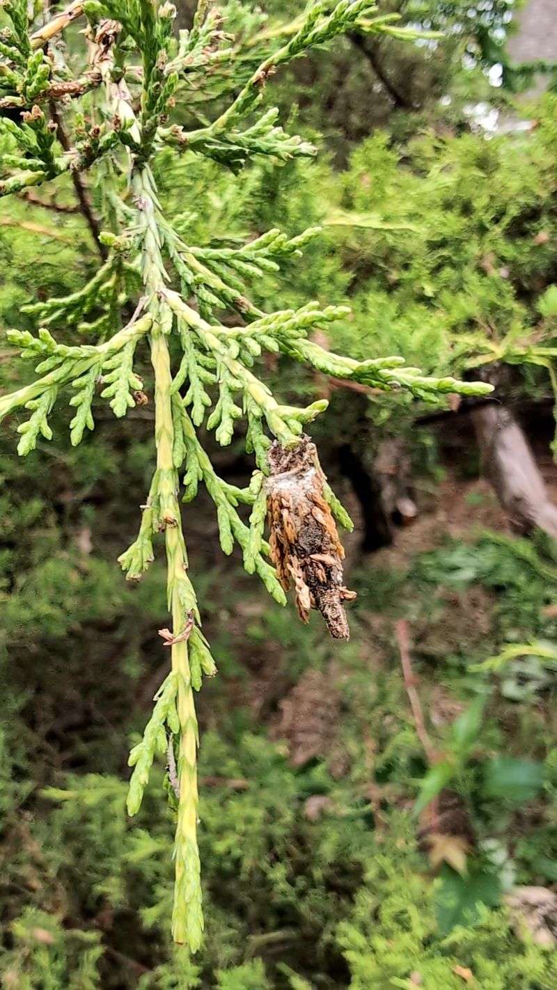 Bagworm Cases Blend Into Michigan Evergreen Foliage