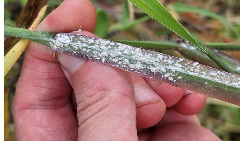 Bahiagrass And Bermudagrass Put Familiar Turf On The Watch List