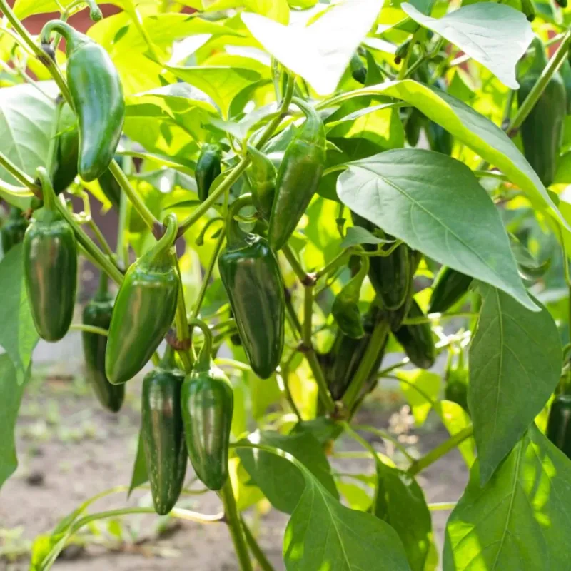 Balanced Feeding Supports Fruit Development