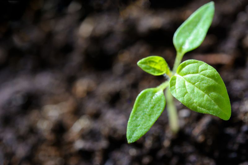 Balanced Potassium Supports Overall Plant Resilience Balanced Potassium Supports Overall Plant Resilience
