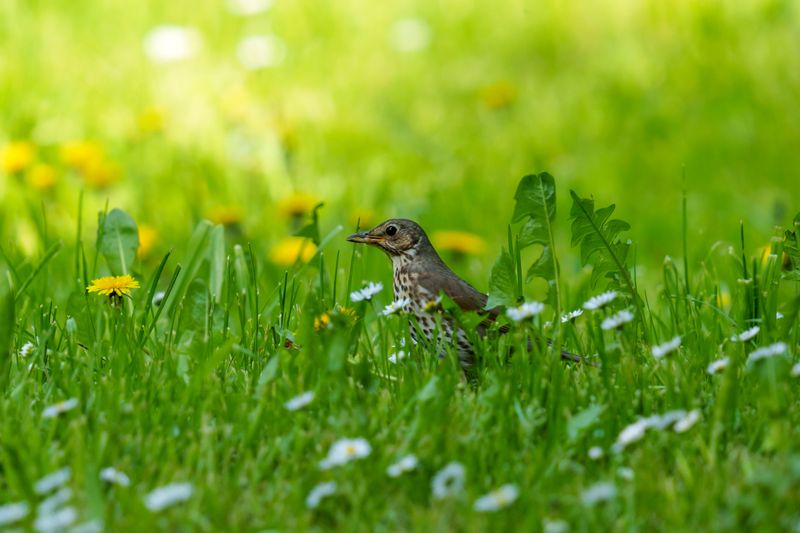 Balancing A Tidy Yard With Wildlife Needs Balancing A Tidy Yard With Wildlife Needs