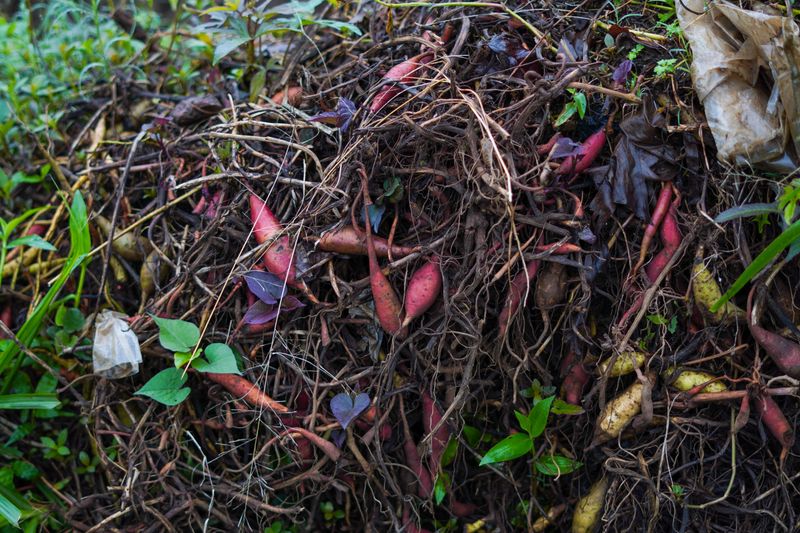 Balancing Green And Brown Compost Ratios