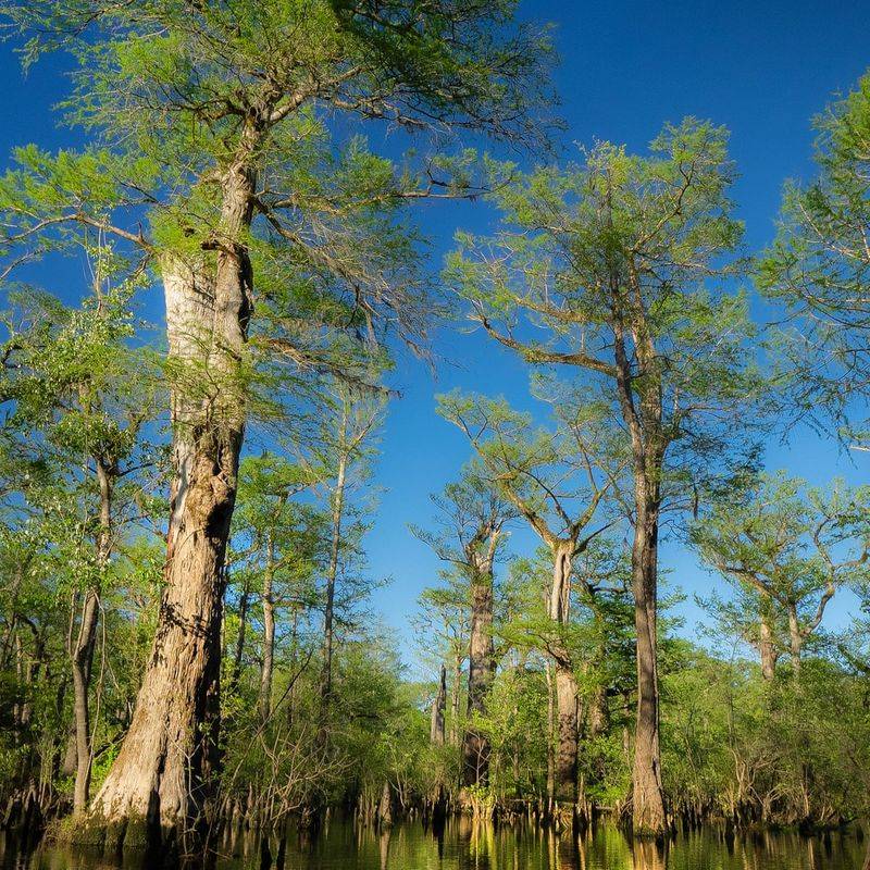 Bald Cypress Stands Tall Through Hurricane Season Bald Cypress Stands Tall Through Hurricane Season