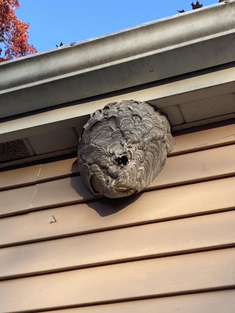 Bald-Faced Hornet Nests Hanging Like Gray Footballs