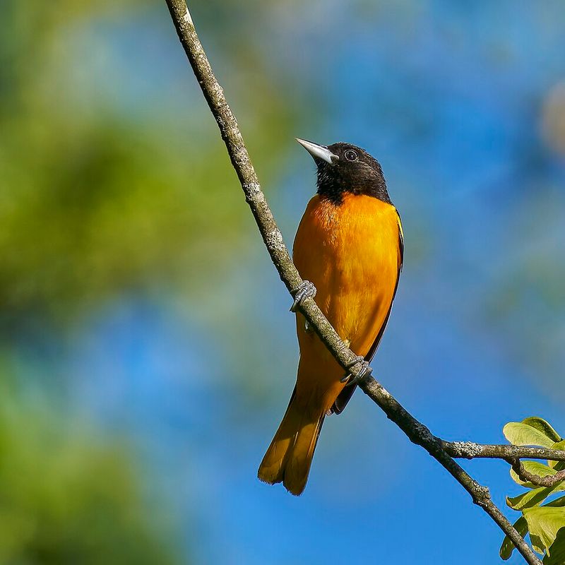 Baltimore Oriole