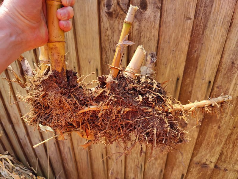 Bamboo Roots Crack Nearby Foundations