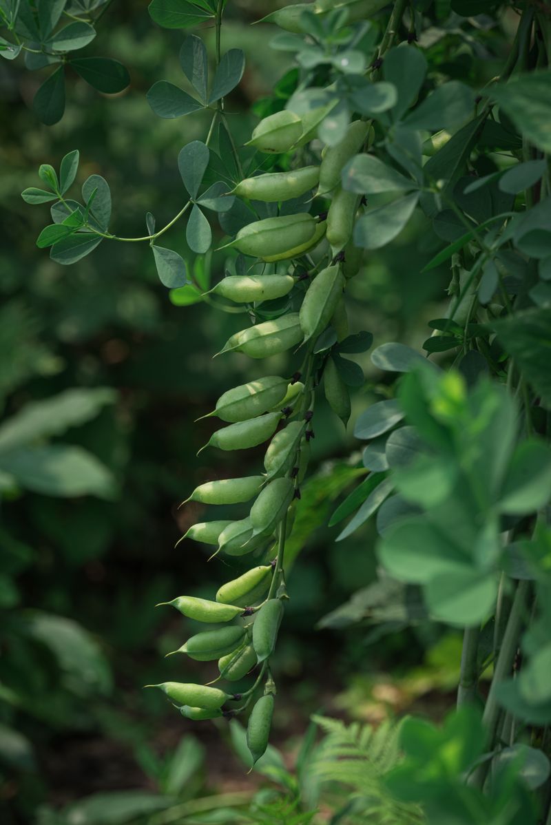 Baptisia Dislikes Being Divided Once Established