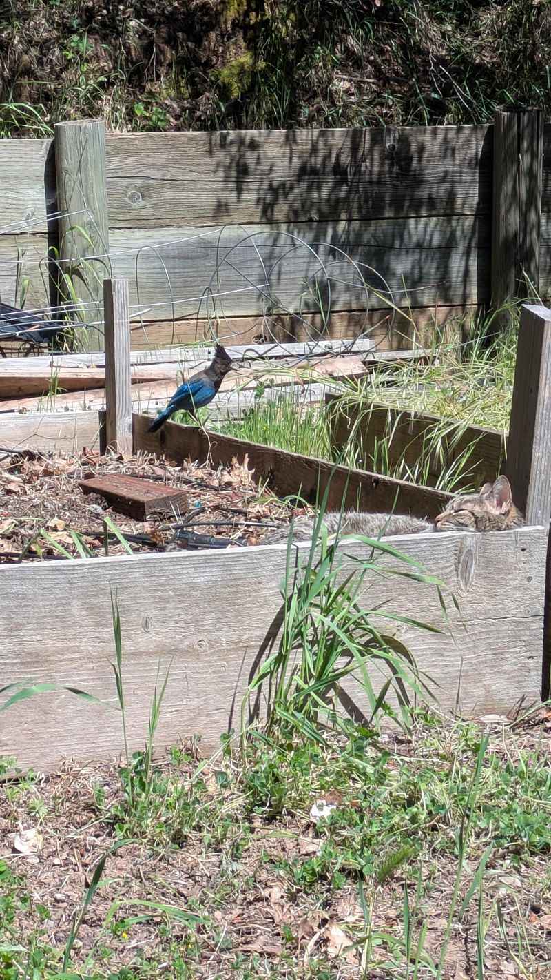 Bare Beds Offer Less Cover From Predators