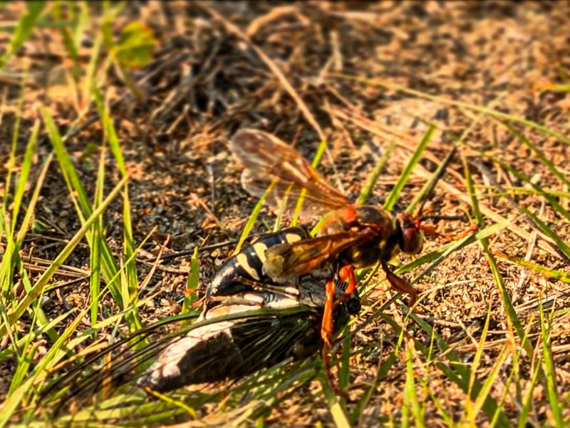 Bare Sandy Soil Attracts Nesting Females
