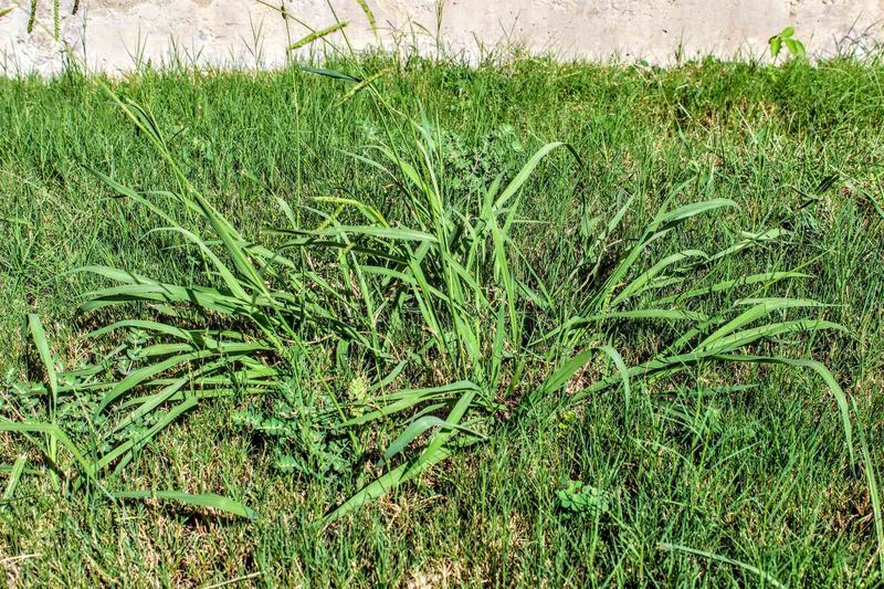 Bare Soil Gives It An Easy Opening Bare Soil Gives It An Easy Opening