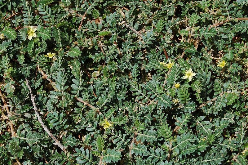 Bare Soil Gives New Seedlings An Easy Place To Appear Bare Soil Gives New Seedlings An Easy Place To Appear