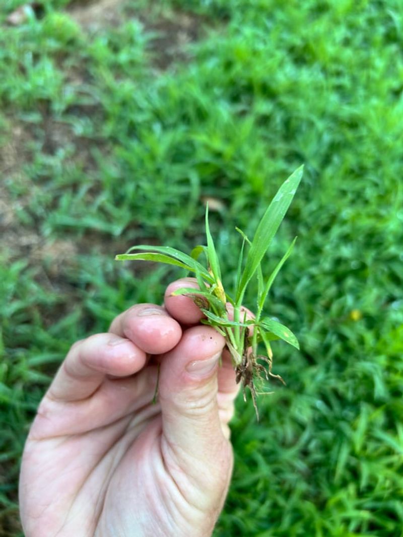 Bare Soil Gives Weeds Less Competition From Turfgrass Bare Soil Gives Weeds Less Competition From Turfgrass