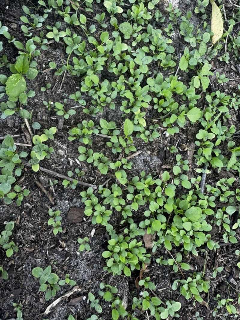 Bare Soil Lets New Weed Seeds Take Hold Bare Soil Lets New Weed Seeds Take Hold