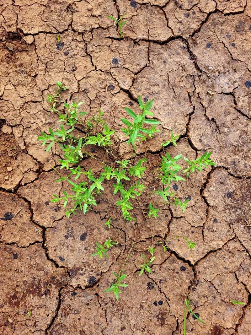 Bare Soil Risks You Are Probably Overlooking Bare Soil Risks You Are Probably Overlooking