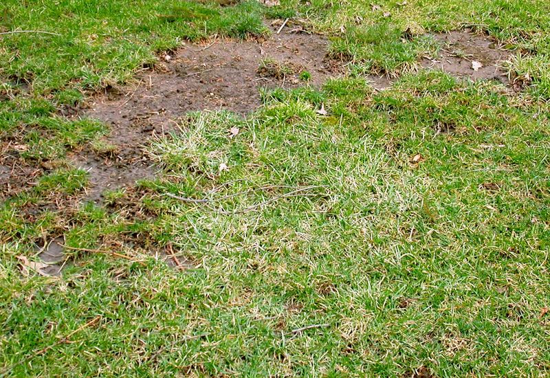 Bare Spots Give Fall Weeds An Easy Opening